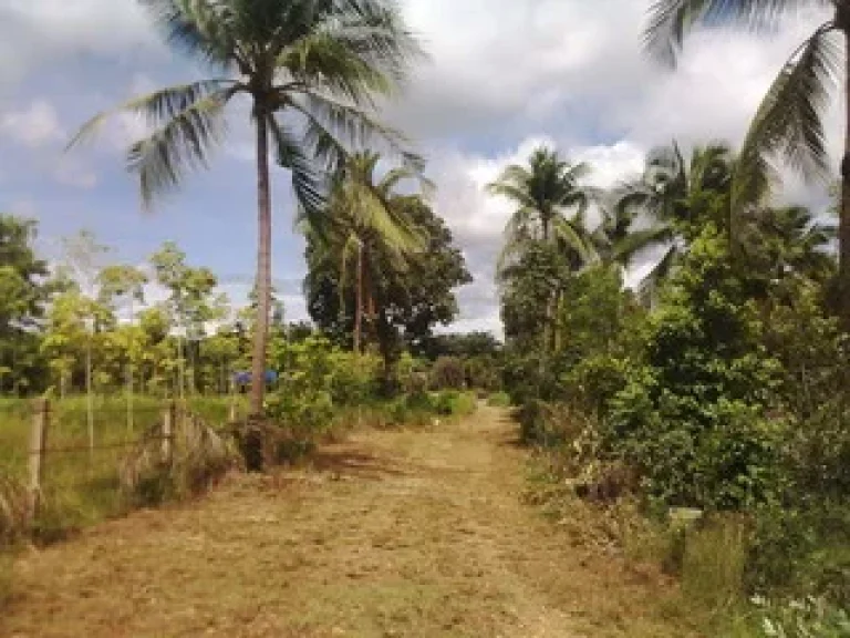 SALE NICE LAND CLOSED ROAD NEAR SEA JUST 150 M AREA 3 RAIS CHUMPHON