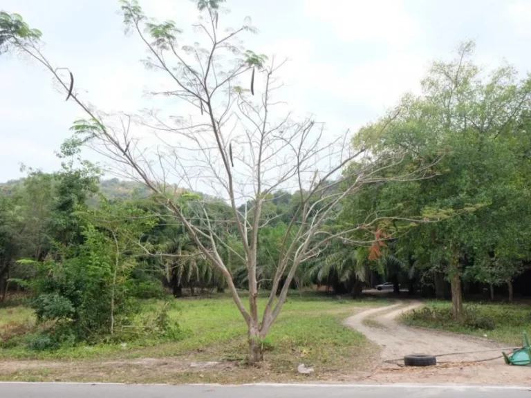 ขายที่ดินวนอุทยานเขานางพันธุรัต พื้นที่ไม่ล้ำกรมป่าไม้ 4 ไร่ 280 ตรว ชะอำ เพชรบุรี