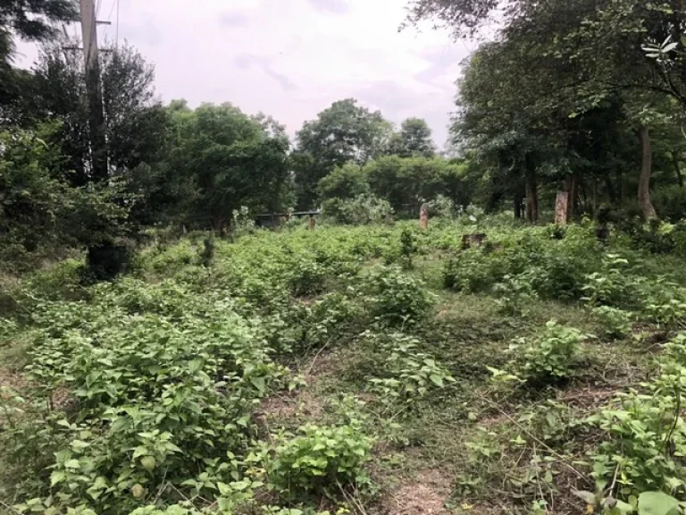 ขาย ที่ดิน สระบุรี ตพุแค อเฉลิมพระเกียรติ จสระบุรี เนื้อที่ 667 ตรว เยื้องศูนย์ OTOPพุแค