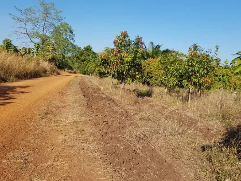 ที่ดินเกษตร ราคาถูก ดินดี เป็นดินดำโดยธรรมชาติ มีแหล่งน้ำ แบ่งแปลงขาย