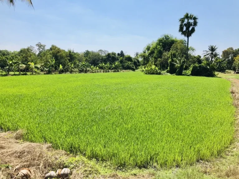 ขายที่ดินสามโคก ปทุม