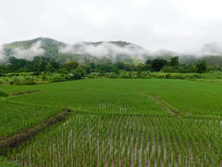 ที่ดินโฉนดวิวภูเขา360องศาราคาพิเศษอยู่ในเขตเทศบาลตำบลสะเมิงใต้