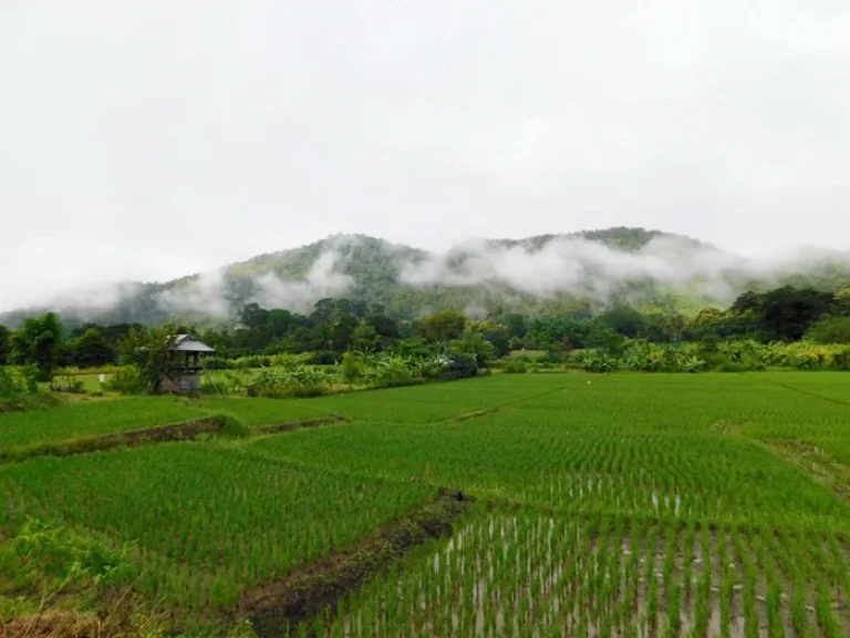 ที่ดินโฉนดวิวภูเขา360องศาราคาพิเศษอยู่ในเขตเทศบาลตำบลสะเมิงใต้