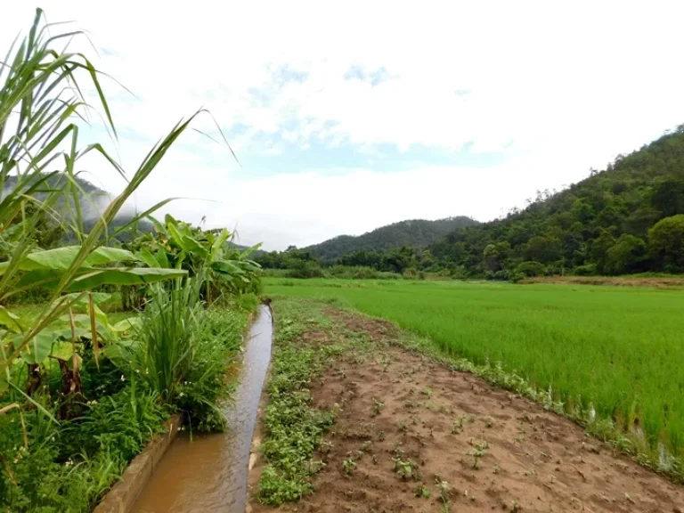 ที่ดินโฉนดวิวภูเขา360องศาราคาพิเศษอยู่ในเขตเทศบาลตำบลสะเมิงใต้