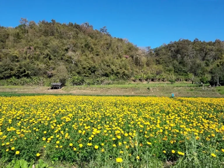 ที่ดินโฉนดวิวภูเขา360องศาราคาพิเศษอยู่ในเขตเทศบาลตำบลสะเมิงใต้