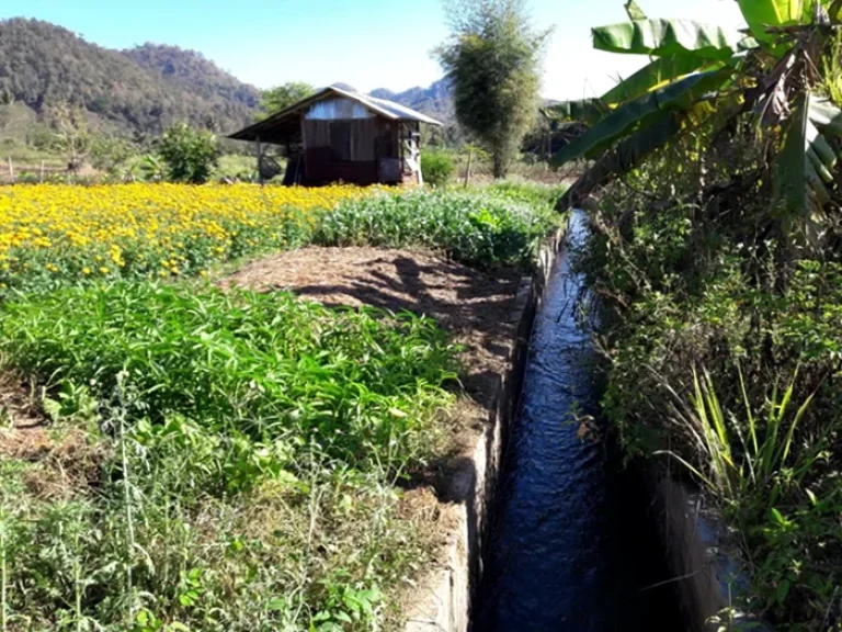 ที่ดินโฉนดวิวภูเขา360องศาราคาพิเศษอยู่ในเขตเทศบาลตำบลสะเมิงใต้