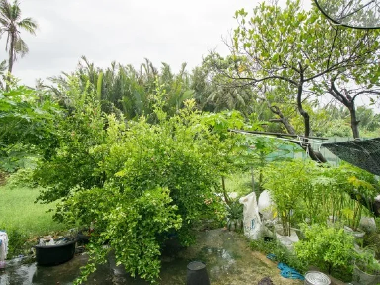 ขาย บ้านพร้อมที่ดิน ถสุขสวัสดิ์ ตในคลองบางปลากด พระสมุทรเจดีย์ สมุทรปราการ ซอยวัดใหญ่