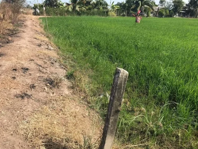 ขายที่ดิน 2 ไร่ ใกล้ถบางน้ำเปรี้ยว-ฉะเชิงเทรา 6 กม อเมืองฉะเชิงเทรา จฉะเชิงเทรา