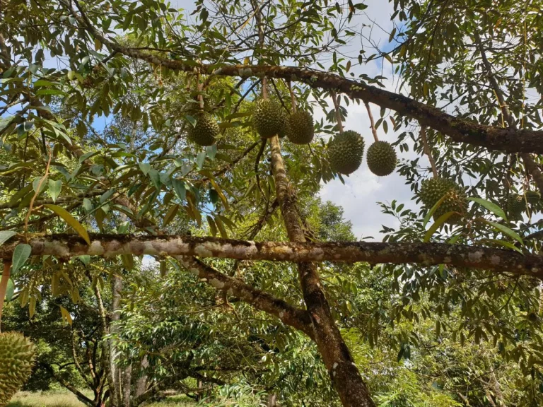 ขายสวนทุเรียน31ไร่ มะขาม จันทบุรี