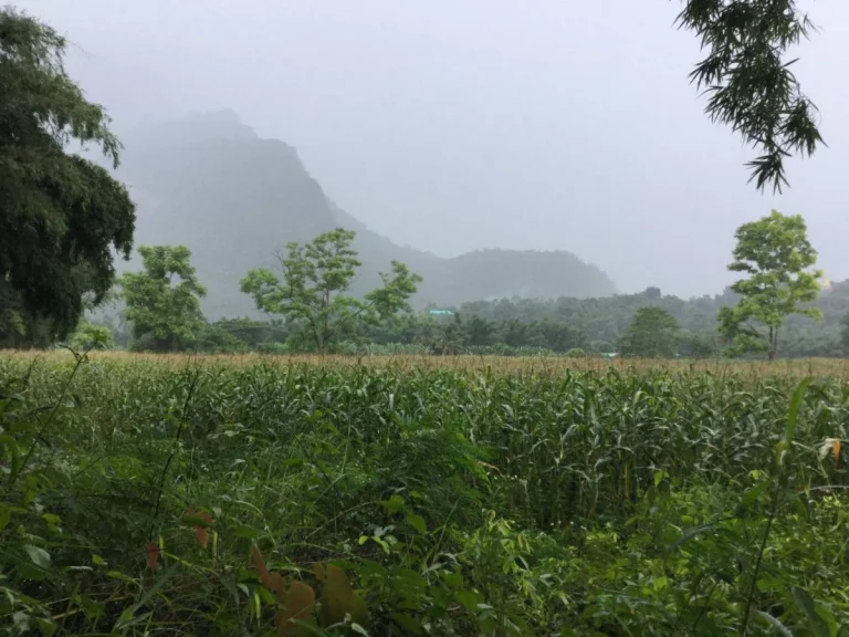 ขายที่ดินเชียงดาว วิวดอยหลวง บรรยากาศเย็นสบายตลอดทั้งปี เนื้อที่ 9ไร่