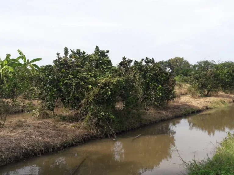 ขายที่ดินร่องสวน จำนวน 5 ไร่ ราคาถูกที่สุดในย่าน เจ้าของขายเอง