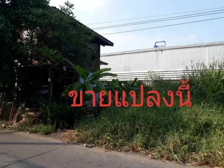 ขายที่ดิน เนื้อที่ 100 ตารางวา ซอยโรงแรมพิงค์โรส ถนนคลองหลวง คลองสอง ปทุมธานี