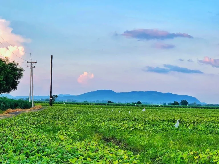 ที่ดินโฉนด 5 ไร่ ตดอนดึง อบ้านหมี่ จลพบุรี