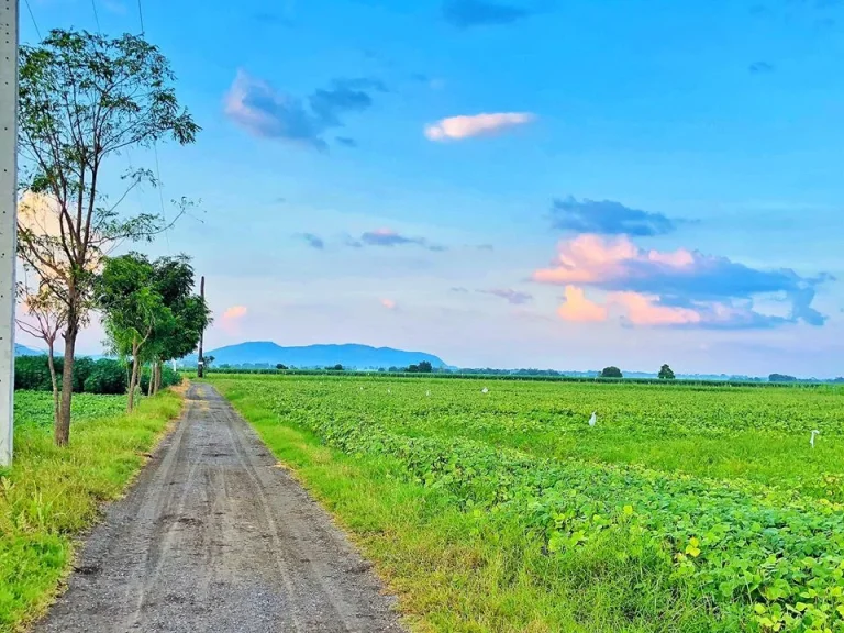 ที่ดินโฉนด 5 ไร่ ตดอนดึง อบ้านหมี่ จลพบุรี