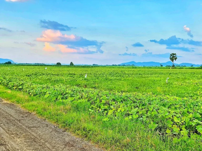 ที่ดินโฉนด 5 ไร่ ตดอนดึง อบ้านหมี่ จลพบุรี