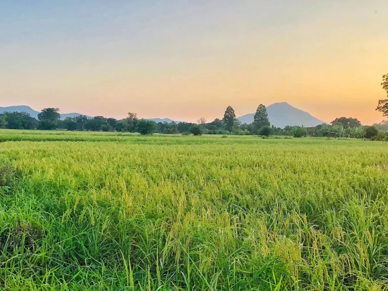 ที่ดินโฉนด 1 -2ไร่ น้ำไฟครบ ตคลองเกตุ อโคกสำโรง จลพบุรี