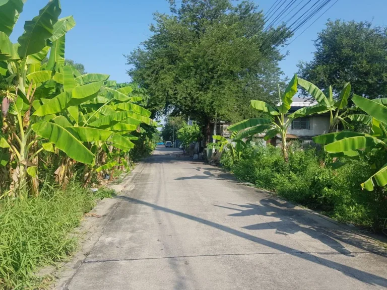 ขายที่ดินสุขาภิบาล 5 ซอย 5 แยก7 เนื้อที่ 250 ตรว เข้าซอย 500 เมตร