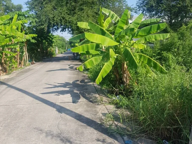 ขายที่ดินสุขาภิบาล 5 ซอย 5 แยก7 เนื้อที่ 250 ตรว เข้าซอย 500 เมตร