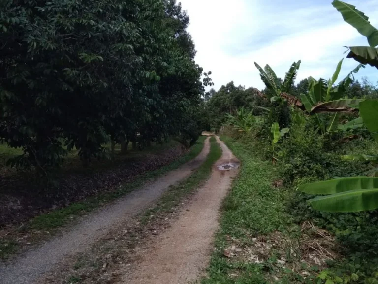 ขายที่สวนทุเรียน อำเภอท่าใหม่ จังหวัดจันทบุรี