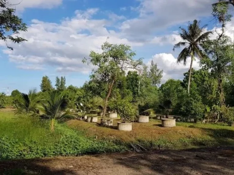 ขายที่ดินบ้านสวนอัมพวา สมุทรสงคราม 6-0-72 ไร่ ห่างถนนพระราม2 เพียง 500 มด้านหลังติดคลอง สวนมะพร้าว