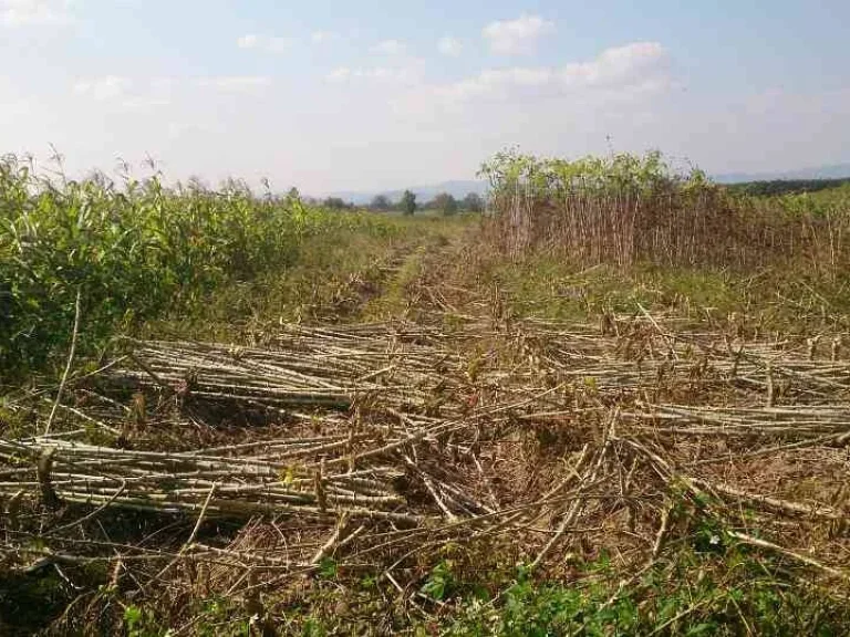 ที่ดินเชียงของ ไร่ล่ะ400000 ถูกที่สุด