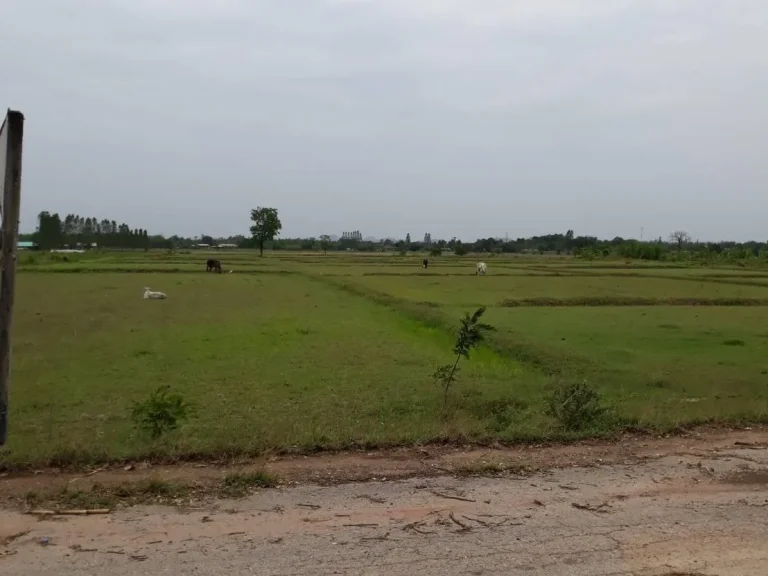 ประกาศขายถูกสุดๆๆขายที่ดิน6ไร่ติดถนนลาดยางเหมาะทำการเกษตรน้ำสะดวกหน้ากว้าง60เมตรขายถูกๆๆพร้อมโอน