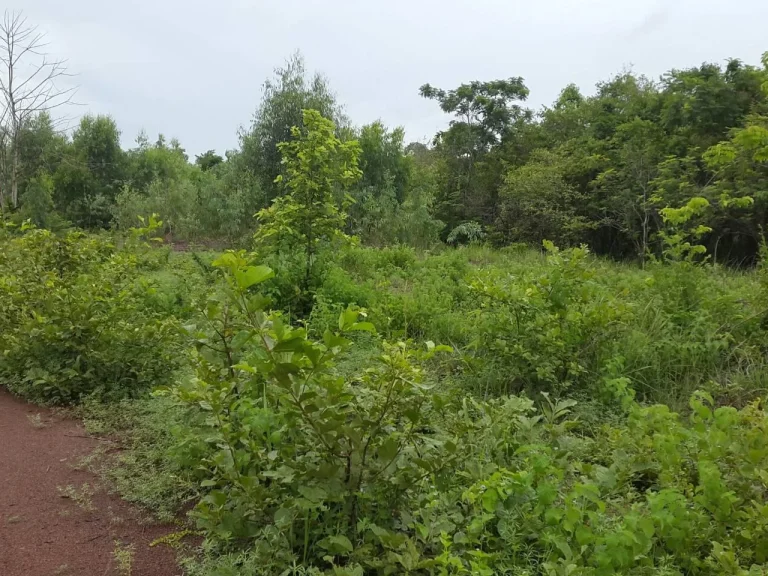 ต้องการขายที่ดิน 2 ไร่ ติดถนนสายอุดร-สกล บ้านป่าก้าว ตผักตบ อหนองหาน