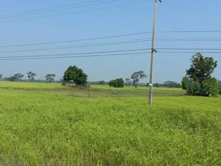 ขายที่ดิน 9 ไร่ติดถนนดำหน้า 120 เมตร อพยัคฆ์ ซื้อจริงๆลดราคาให้ทุกแปลง