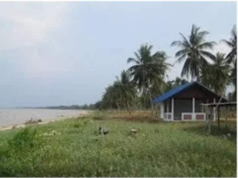 ขายที่ดินติดทะเล หาดสำเร็จ ท่าชนะ สุราษฎร์ธานี ที่ดินสวย ทำเลดี ราคาไม่แพง