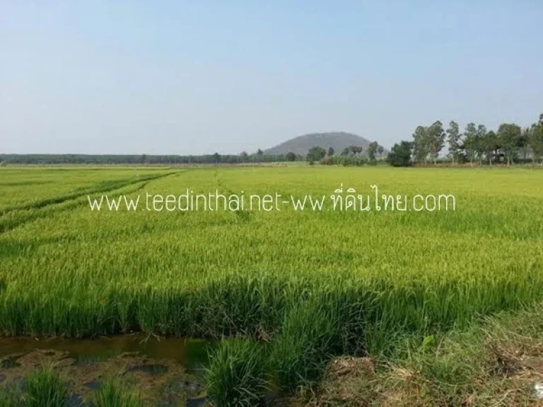 ขายที่ดินหนองม่วง - ที่ดินไทย 35 ไร่เศษ นส3ก ตบ่อทอง อหนองม่วง จลพบุรีรหัส1879