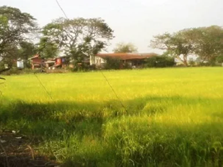 ขายที่ดิน 15 ไร่ ตโคกโคเฒ่า อเมือง จสุพรรณบุรี วันนี้ 1909 น