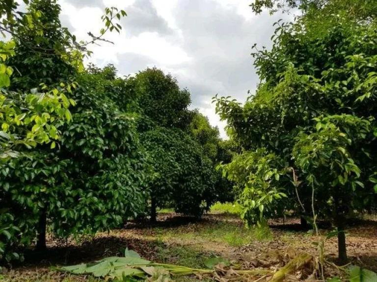 ขายสวนผลไม้ติดคลอง โฉนด 2 ไร่ ใกล้สุขุมวิท