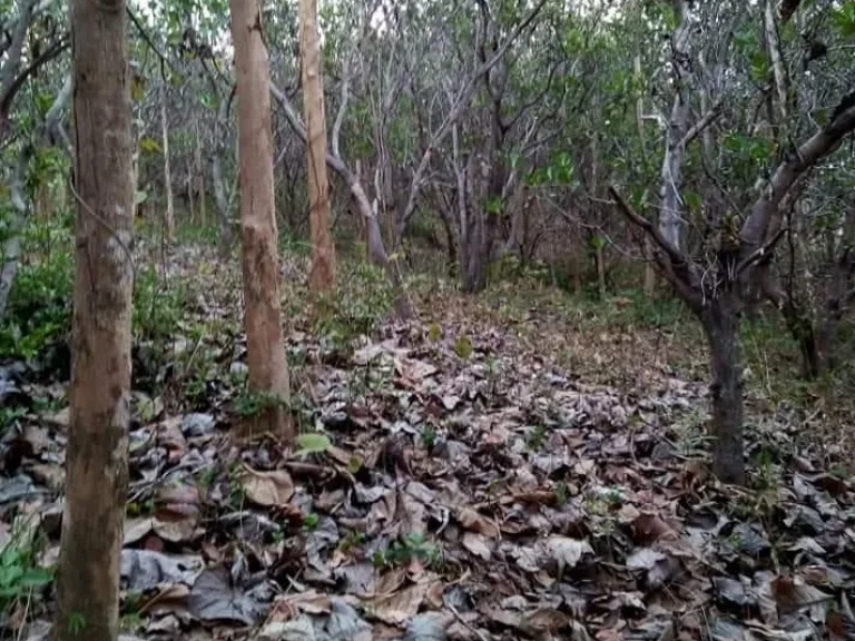 ที่ดินสวนมะม่วงหิมพานต์ ลำใย และไม้สัก อุตรดิตถ์