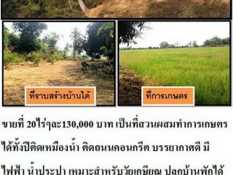 ขายที่นา 20 ไร่ๆละ130000 ทำนาได้ 3รอบ ต่อปี ติดถนนคอนกรีต