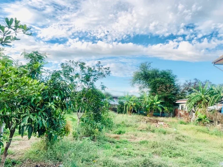 ขายที่ดินเปล่า ถมแล้ว 104 ตรว ซอยวัดลาดปลาดุก ที่สวย เงียบสงบ เหมาะแก่การสร้างที่อยู่อาศัย