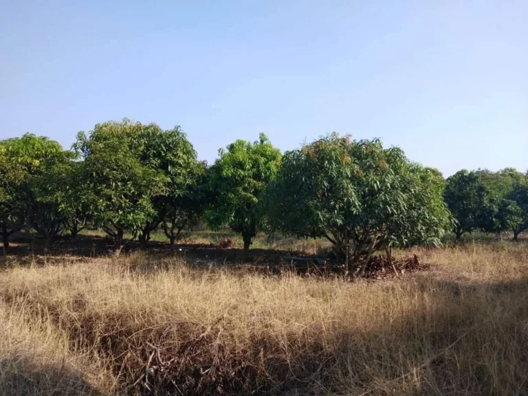 ขายที่ดินเปล่า 10 ไร่ ตสระแก้ว อเมือง จสุพรรณบุรี