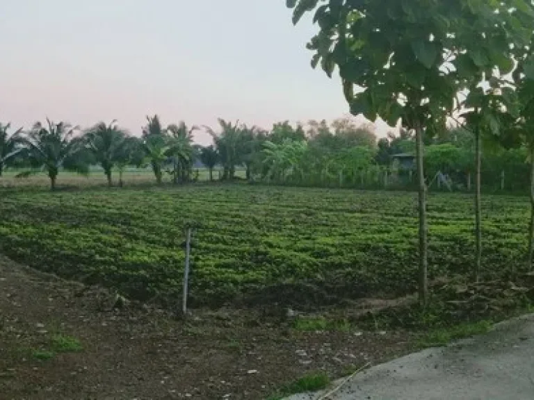 ขาย ที่ดิน 3-1-60 ไร่ ตนายาว อพระพุทธบาท จสระบุรี ที่ดินสวย ทำเลดี