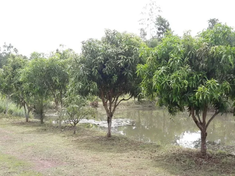 ขาย ที่ดิน อบตชุมช้าง ถนนเอเชียสาย 2 อโพนพิสัย จหนองคาย