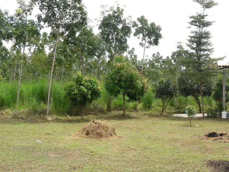 ขาย ที่ดิน อบตชุมช้าง ถนนเอเชียสาย 2 อโพนพิสัย จหนองคาย