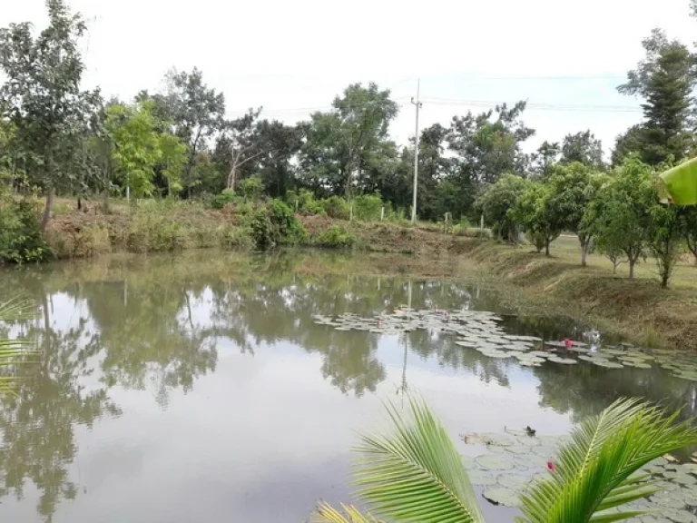 ขาย ที่ดิน อบตชุมช้าง ถนนเอเชียสาย 2 อโพนพิสัย จหนองคาย