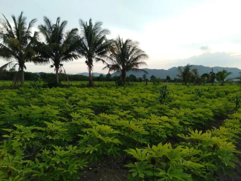 ขายที่ดินโฉนดจัดสรร 100 ตรว อำเภอมวกเหล็ก จังหวัดสระบุรี