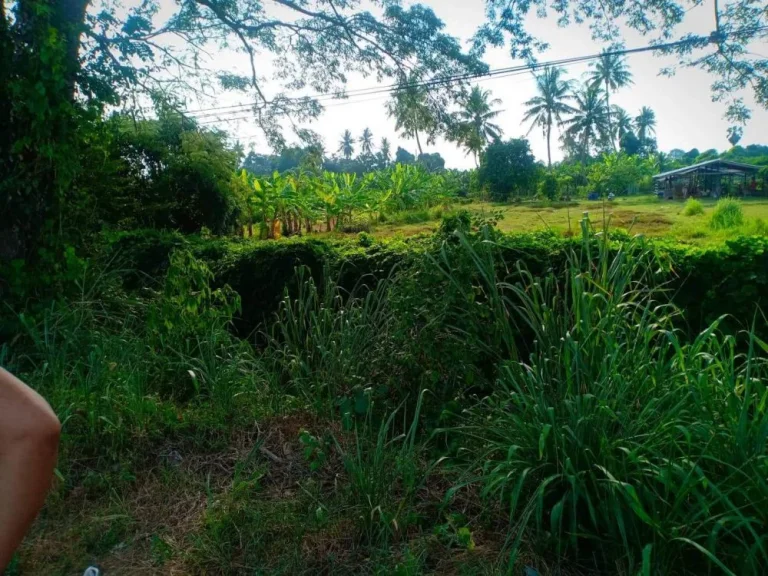 ขายที่ดินสวนมะนาว อำเภอท่ายาง จังหวัดเพชรบุรี