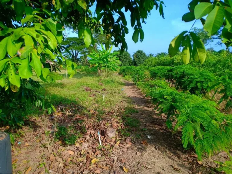 ขายที่ดินสวนมะนาว อำเภอท่ายาง จังหวัดเพชรบุรี