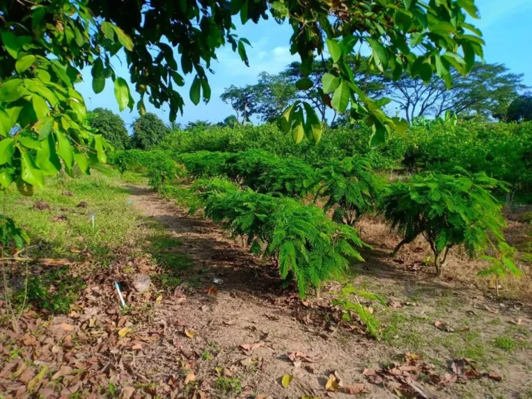 ขายที่ดินสวนมะนาว อำเภอท่ายาง จังหวัดเพชรบุรี