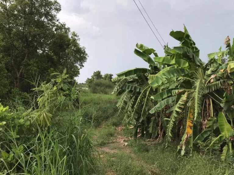 ขายที่ดินเปล่า 100 ไร่ เลียบคลองระพีพัฒน์