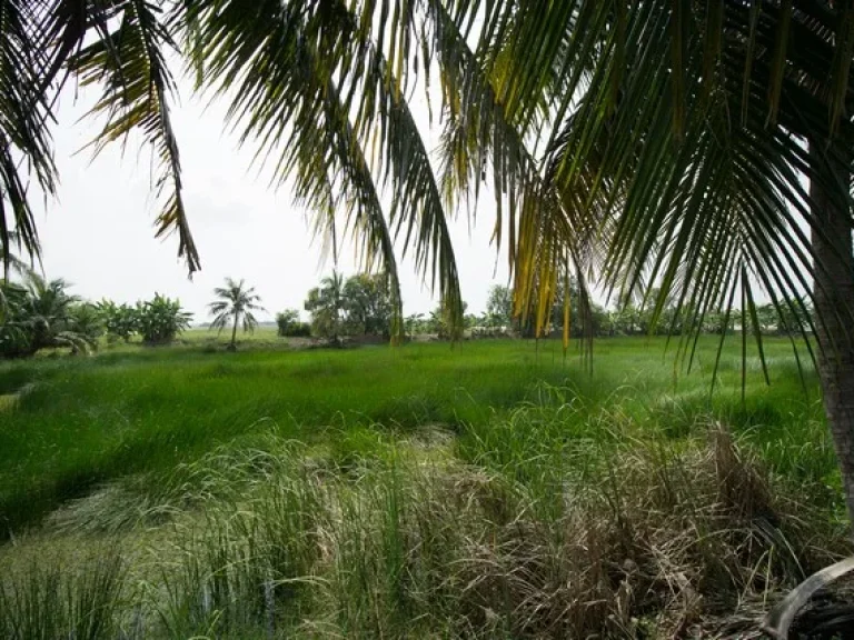 ขาย ที่ดิน ตบางเตย อบ้านสร้าง จปราจีนบุรี 20 ไร่ 160 ตรว