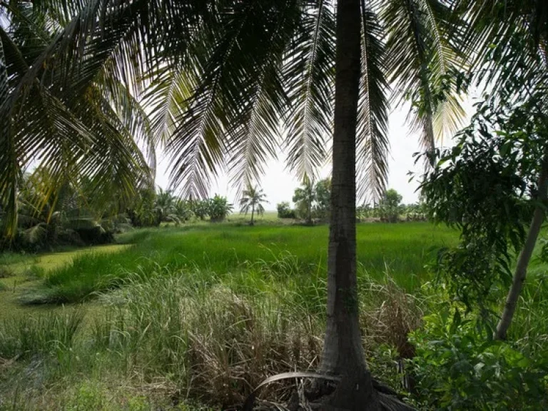 ขาย ที่ดิน ตบางเตย อบ้านสร้าง จปราจีนบุรี 20 ไร่ 160 ตรว