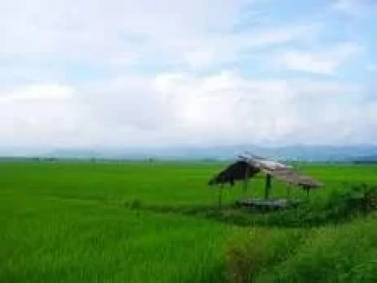 ขายที่ดิน ติดมหาลัยแม่โจ้ วิทยาเขตบุญเรือง จังหวัดเชียงราย