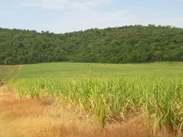 ที่ดินโฉนด140ไร่ ตหินซ้อน อแก่งคอย จสระบุรี หลังพิงเขา ที่ดินติดถนน