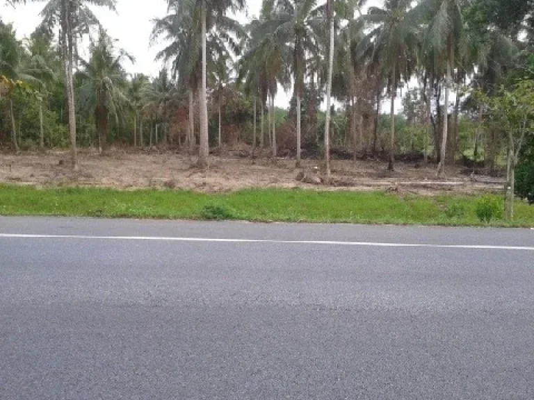 ขายที่ดิน อนาหม่อมติดถนนสายเอเซีย หาดใหญ่-จะน กม15400 ขาเข้าหาดใหญ่